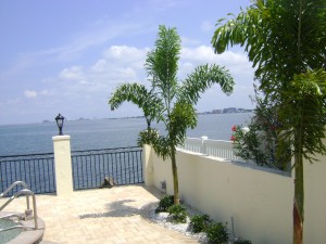 Foxtail Foxtail Palm Picture