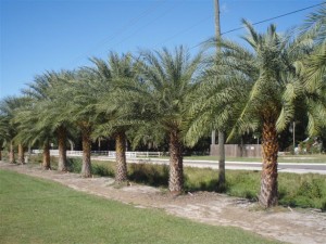 Sylvester Palm Tree