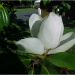 Magnolia Flower