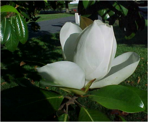 Magnolia Flower