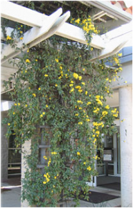 Carolina Jasmine Vine Cover