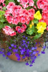 Geraniums for Sale at Keep it Green