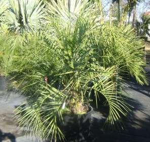 Pindo Pindo Palm
