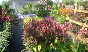 Cordyine Cordyline at Keep it Green