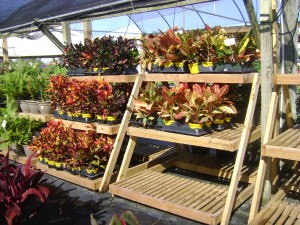 Crotons Crotons