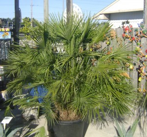 European Fan Palm European Fan Palm in Tampa