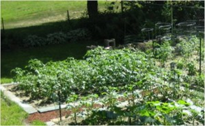 Tampa Garden