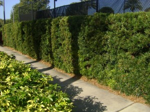 Podocarpus Easy to Shape Podocarpus as a hedge.
