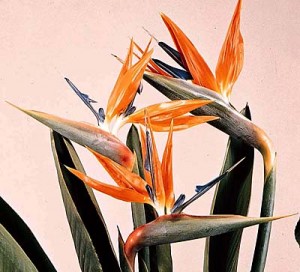 bird-of-paradise