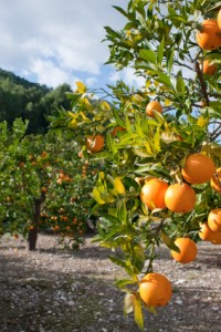Orange Tree