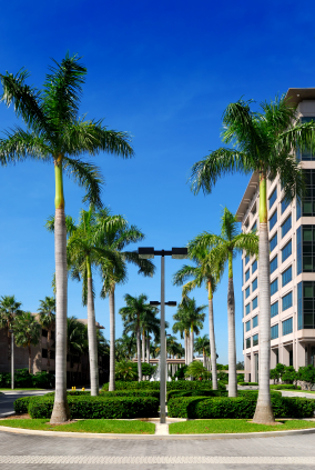 Royal Palm Trees Royal Palm Trees