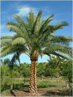 Sylvester Palm Sylvester Palm Tree