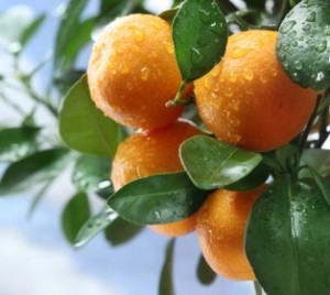 Tangerine Tree at Keep it Green