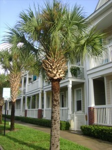 Sabal Palm Tree
