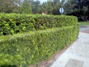 Hedges Example of Hedges in Tampa Bay