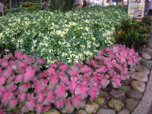 Groundcover Groundcover