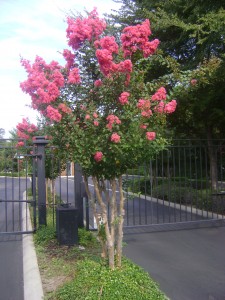 Crepe Myrtle Flowering Crepe Myrtle
