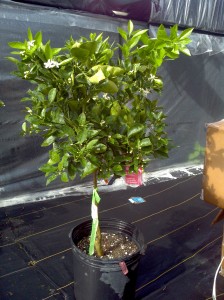 Navel Orange Upright