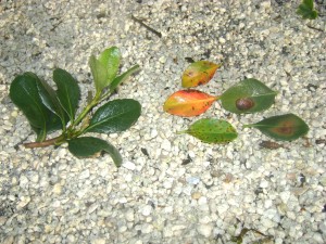 Indian Hawthorn Problemes Disease on Indian Hawthorn