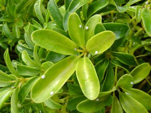 Plant Infestation White Spots on Plants